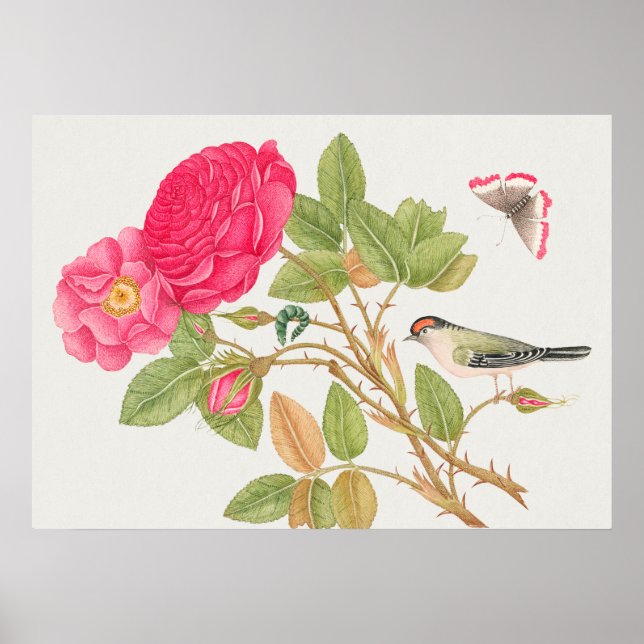 Poster Illustration vintage d'oiseaux (Devant)