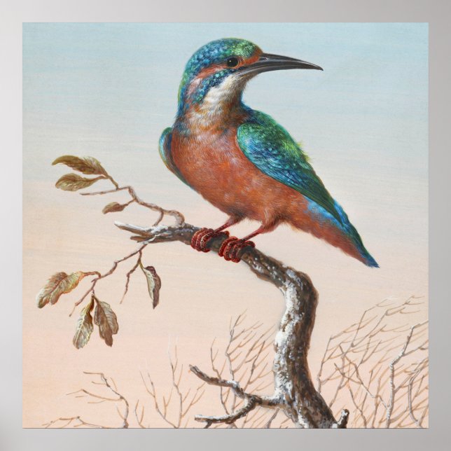 Poster Illustration vintage d'oiseaux (Devant)