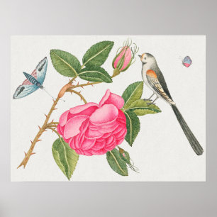 Poster Illustration vintage d'oiseaux