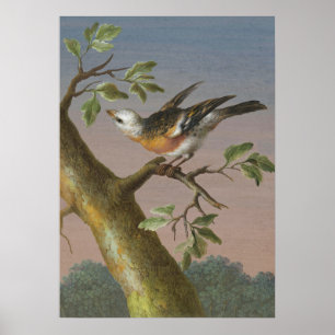 Poster Illustration vintage d'oiseaux
