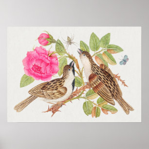 Poster Illustration vintage d'oiseaux