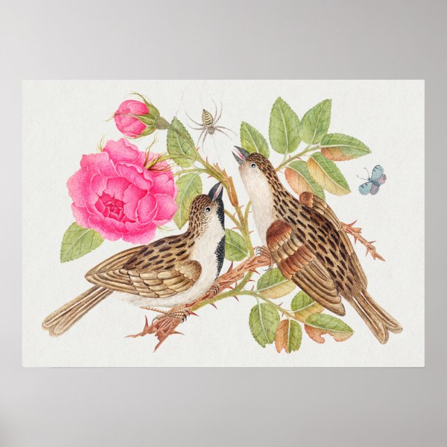 Poster Illustration vintage d'oiseaux (Devant)