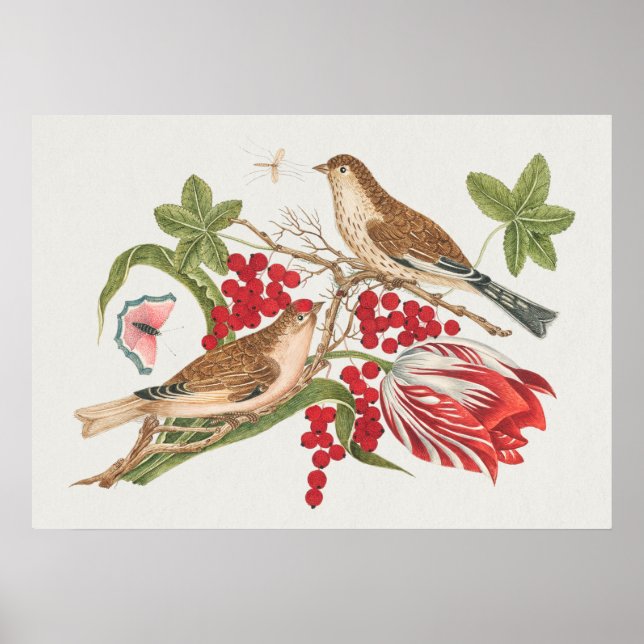 Poster Illustration vintage d'oiseaux (Devant)