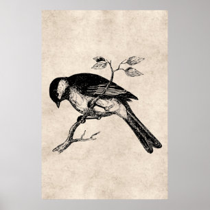 Poster Illustration vintage d'oiseaux chanteurs - Oiseaux