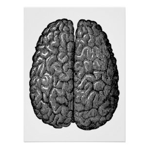 Poster Illustration vintage du cerveau humain