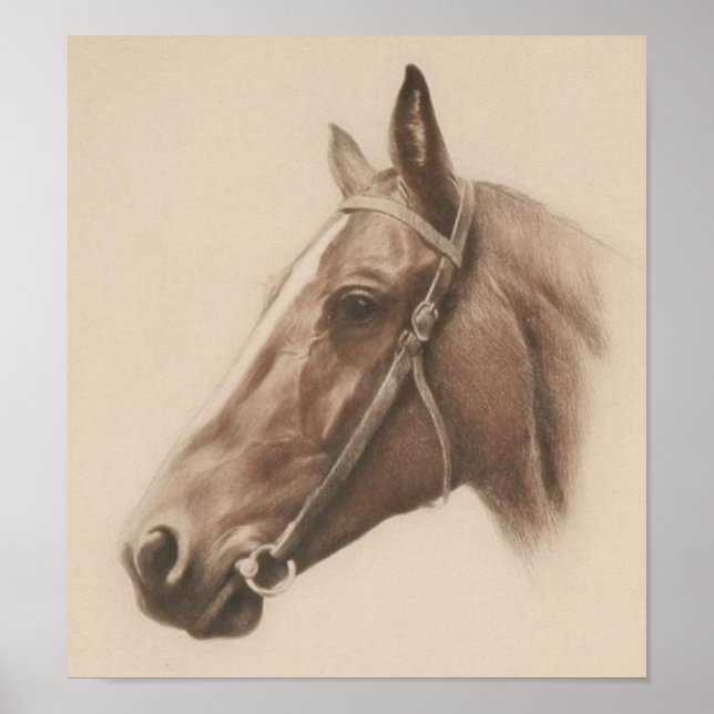 Poster Illustration vintage du cheval (Devant)