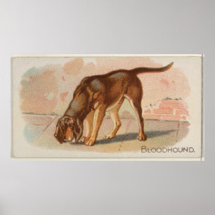Poster Illustration vintage du chien du sang (1890)