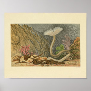Poster Illustration Vintage du tube Marine Life Imprimer
