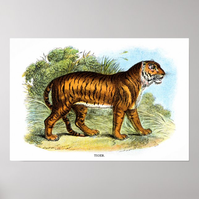 Poster Illustration vintage d'un animal tigre (Devant)
