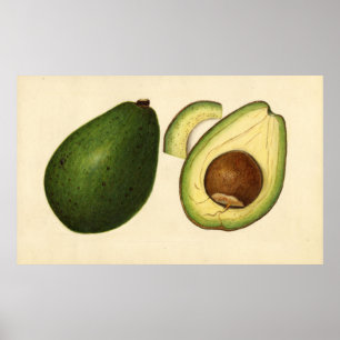 Poster Illustration vintage d'un Avocado 2