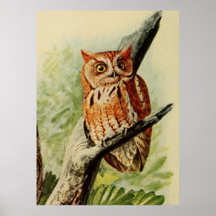 Poster Illustration vintage d'un hibou (1912)