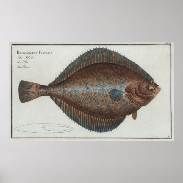 Poster Illustration vintage d'un poisson à plie (1785) (Devant)