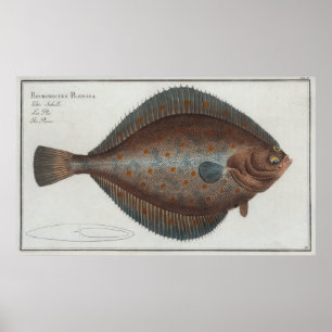 Poster Illustration vintage d'un poisson de flet (1785)