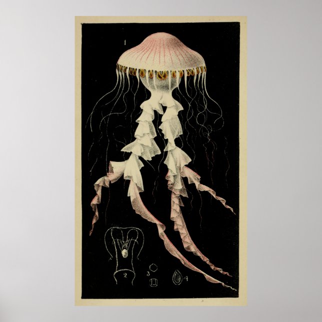 Poster Illustration vintage d'une méduse (1853) (Devant)