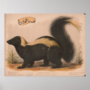 Poster Illustration vintage d'une Skunk (1874)