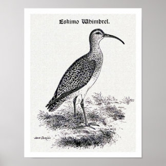 Poster Illustration Vintage "Eskimo Whimbrel"
