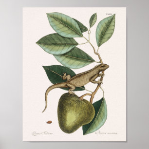Poster Illustration vintage Lizard