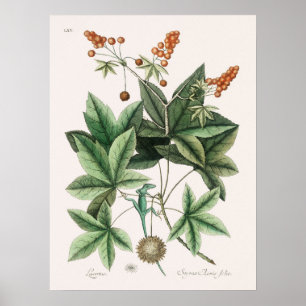 Poster Illustration vintage Lizard