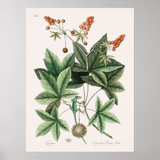 Poster Illustration vintage Lizard (Devant)