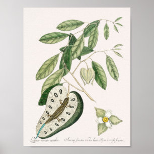 Poster Illustration vintage Lizard