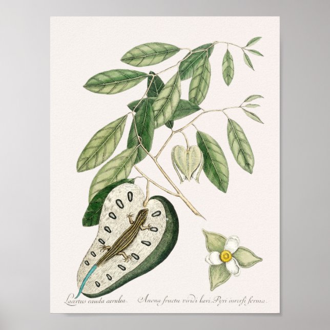 Poster Illustration vintage Lizard (Devant)