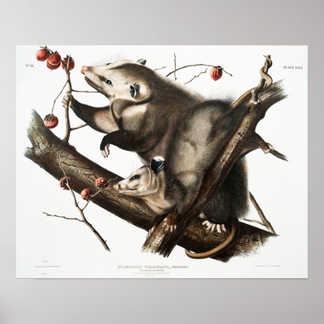 Poster Illustration vintage Opossum (Devant)