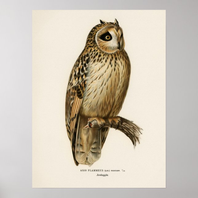 Poster Illustration vintage Owl (Devant)