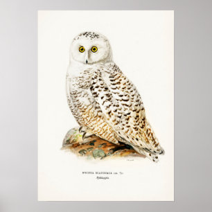Poster Illustration vintage Owl