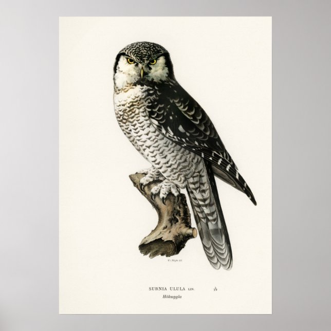 Poster Illustration vintage Owl (Devant)