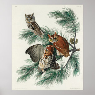 Poster Illustration vintage Owl
