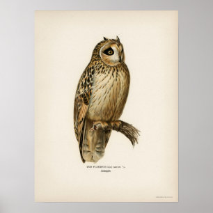 Poster Illustration vintage Owl