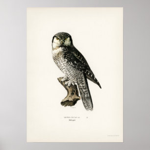 Poster Illustration vintage Owl