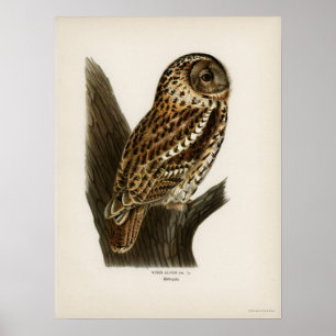 Poster Illustration vintage Owl