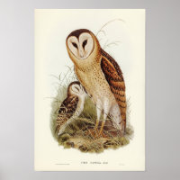 Illustration vintage Owl