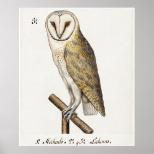 Poster Illustration vintage Owl