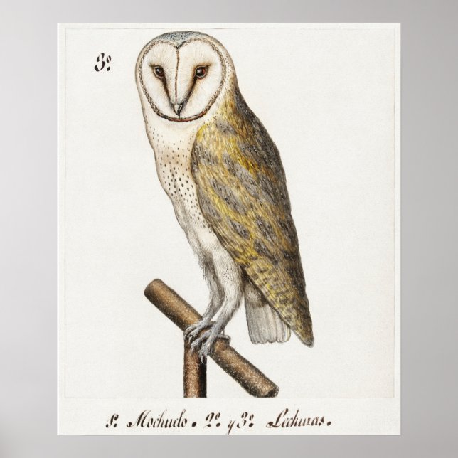 Poster Illustration vintage Owl (Devant)