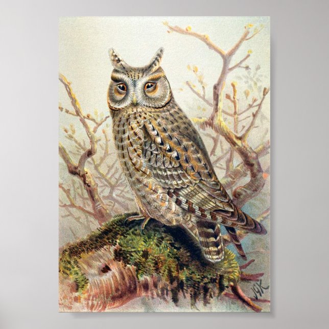 Poster Illustration vintage Owl (Devant)