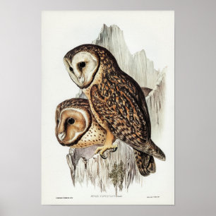 Poster Illustration vintage Owl