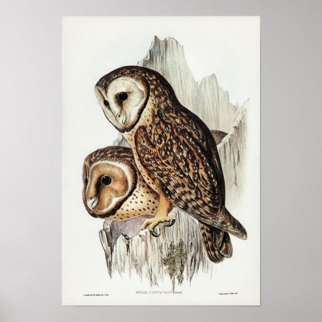Poster Illustration vintage Owl (Devant)