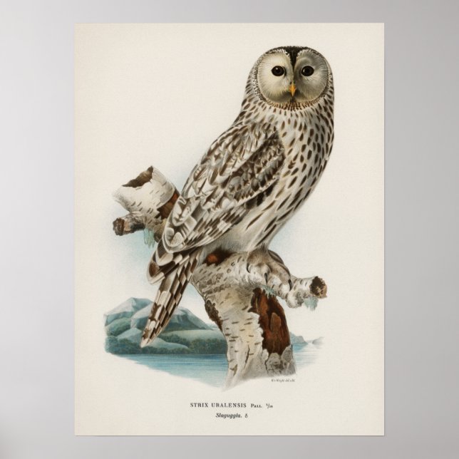 Poster Illustration vintage Owl (Devant)