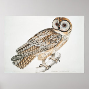 Poster Illustration vintage Owl