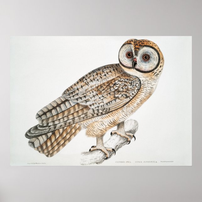 Poster Illustration vintage Owl (Devant)