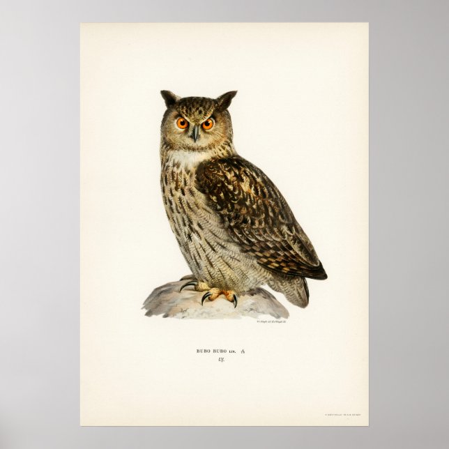 Poster Illustration vintage Owl (Devant)