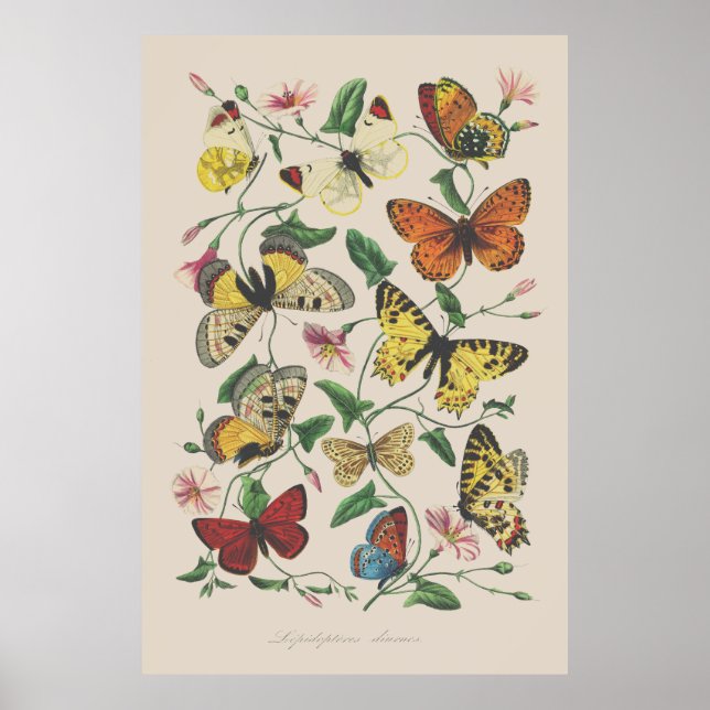Poster Illustration vintage papillons art mur (Devant)