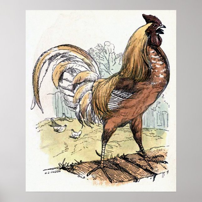 Poster Illustration Vintage "Rooster" (Devant)
