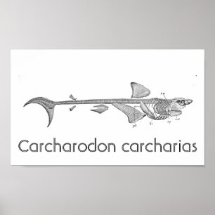 Poster Illustration vintage - Squelette de grand requin b