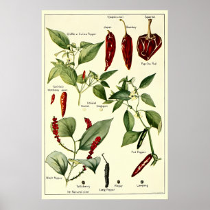Poster Illustrations botaniques de poivrons vintage