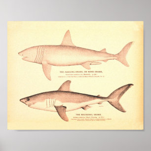 Poster Illustrations de requins vintages