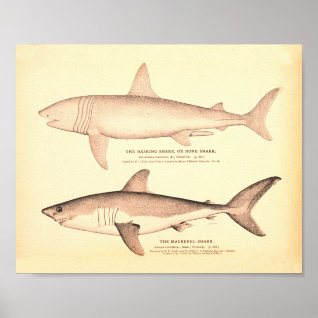 Poster Illustrations de requins vintages (Devant)