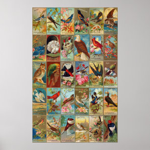 Poster Illustrations des oiseaux d'Amérique du 19e siècle